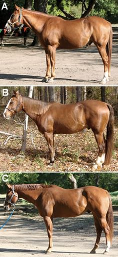 ABC Horses
