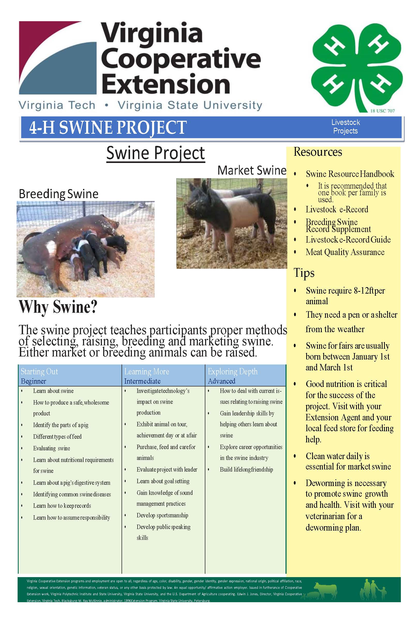 4-H Swine Project swine